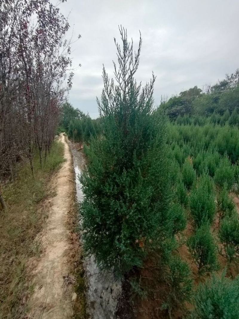 河南桧柏塔柏墓地种植塔柏树供应