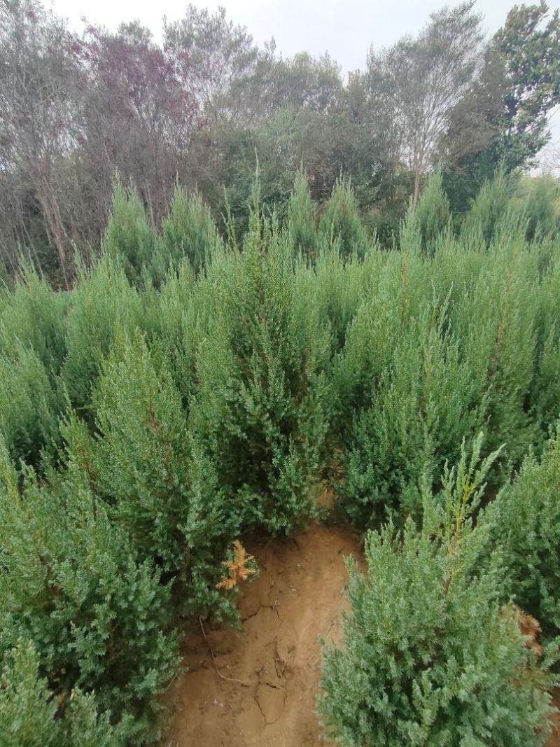 河南桧柏塔柏墓地种植塔柏树供应