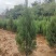 河南桧柏塔柏墓地种植塔柏树供应