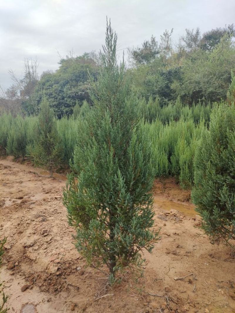 河南桧柏塔柏墓地种植塔柏树供应