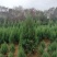 河南桧柏塔柏墓地种植塔柏树供应