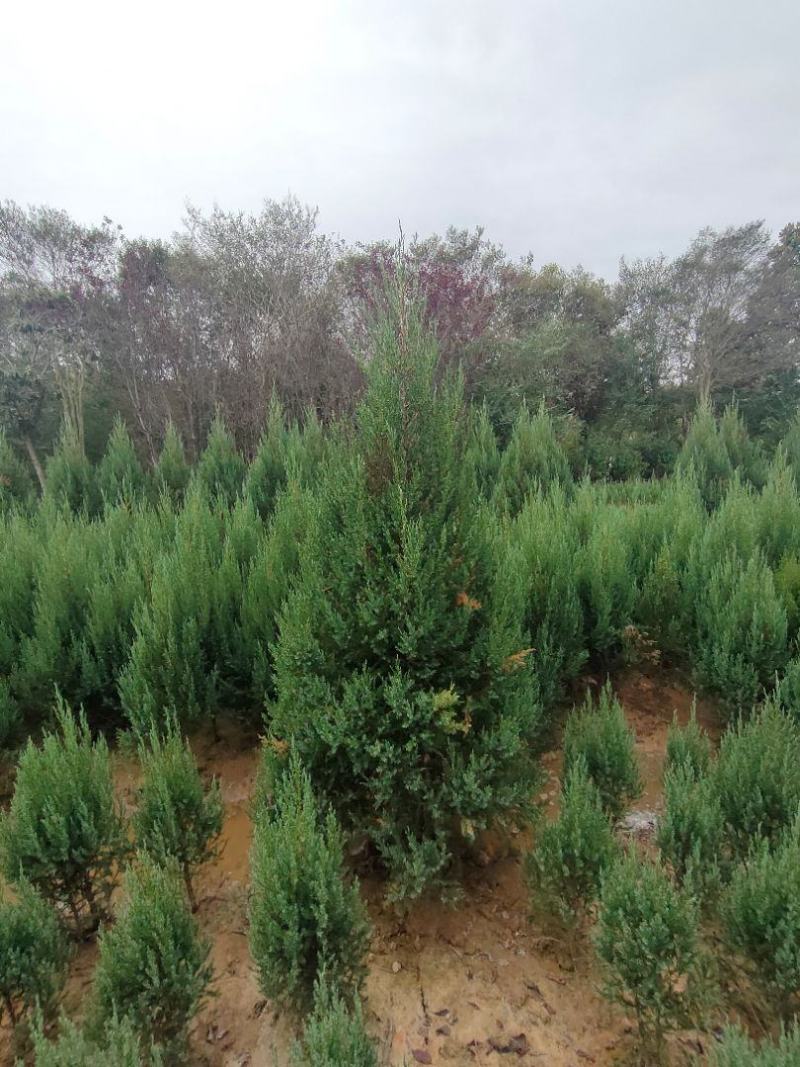河南桧柏塔柏墓地种植塔柏树供应