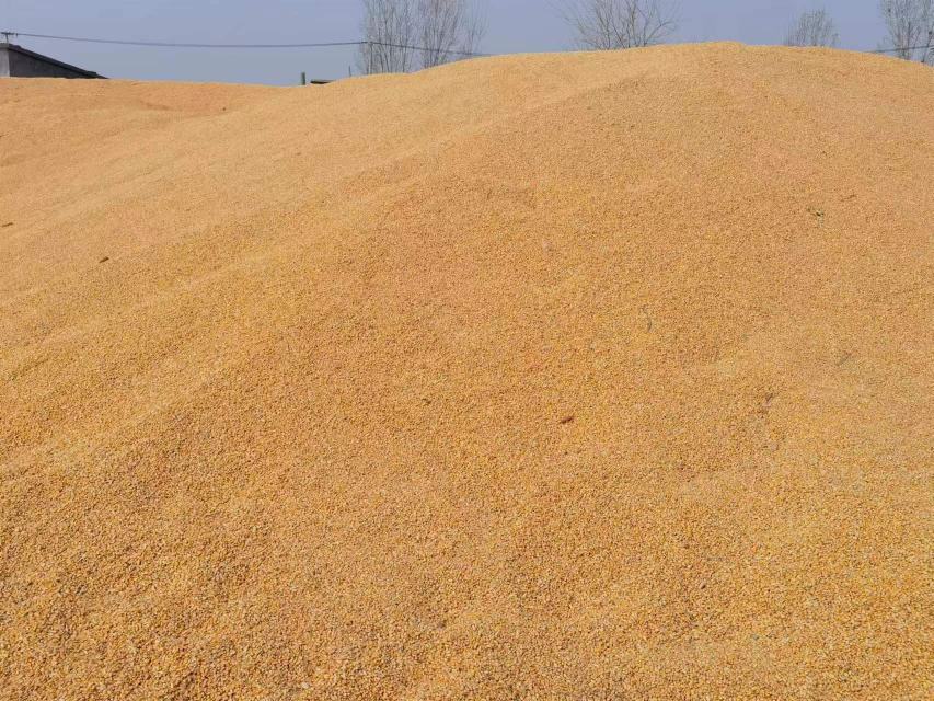 水果玉米采摘现场