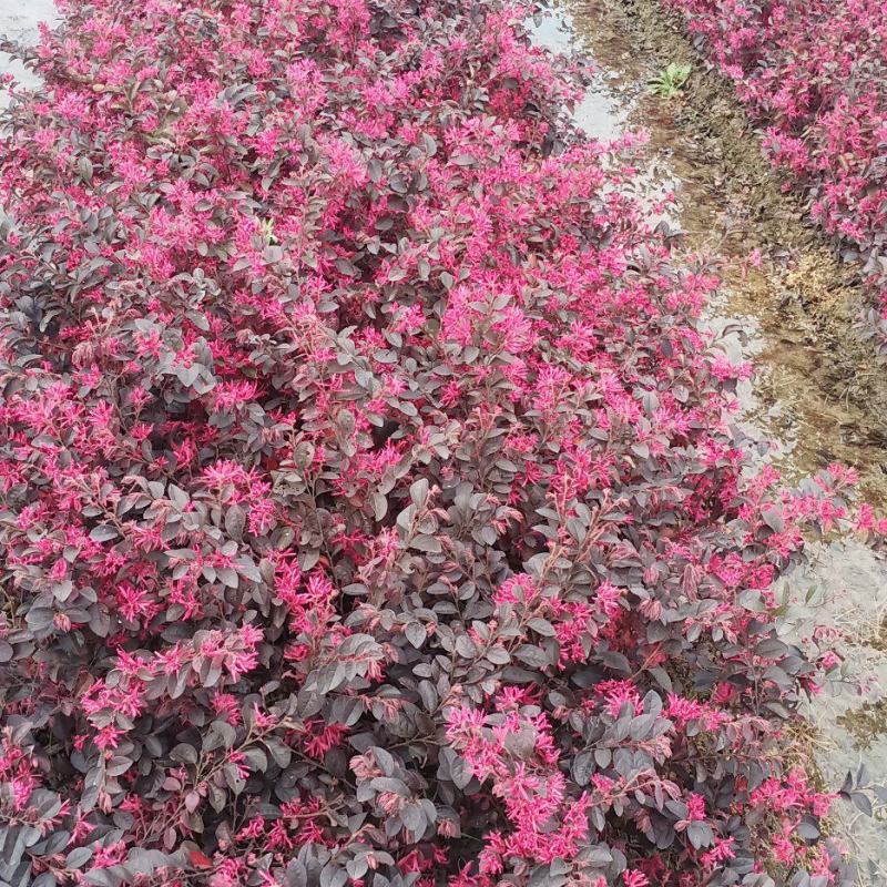 红花继木，带花出售，欢迎下单，产地大量现货