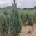 河南桧柏塔柏墓地种植塔柏树供应
