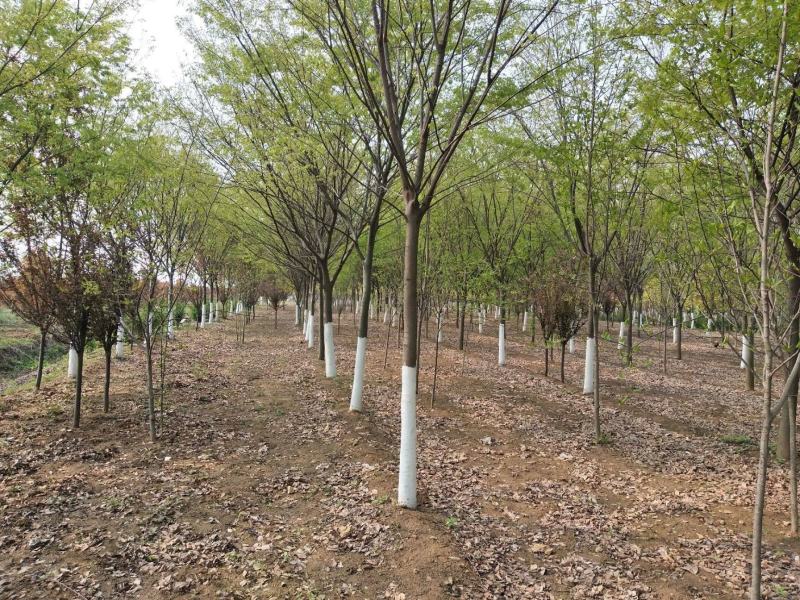 榉树苗绿化苗木庭院室外工程园林榉树大树苗风景树苗大型榉树