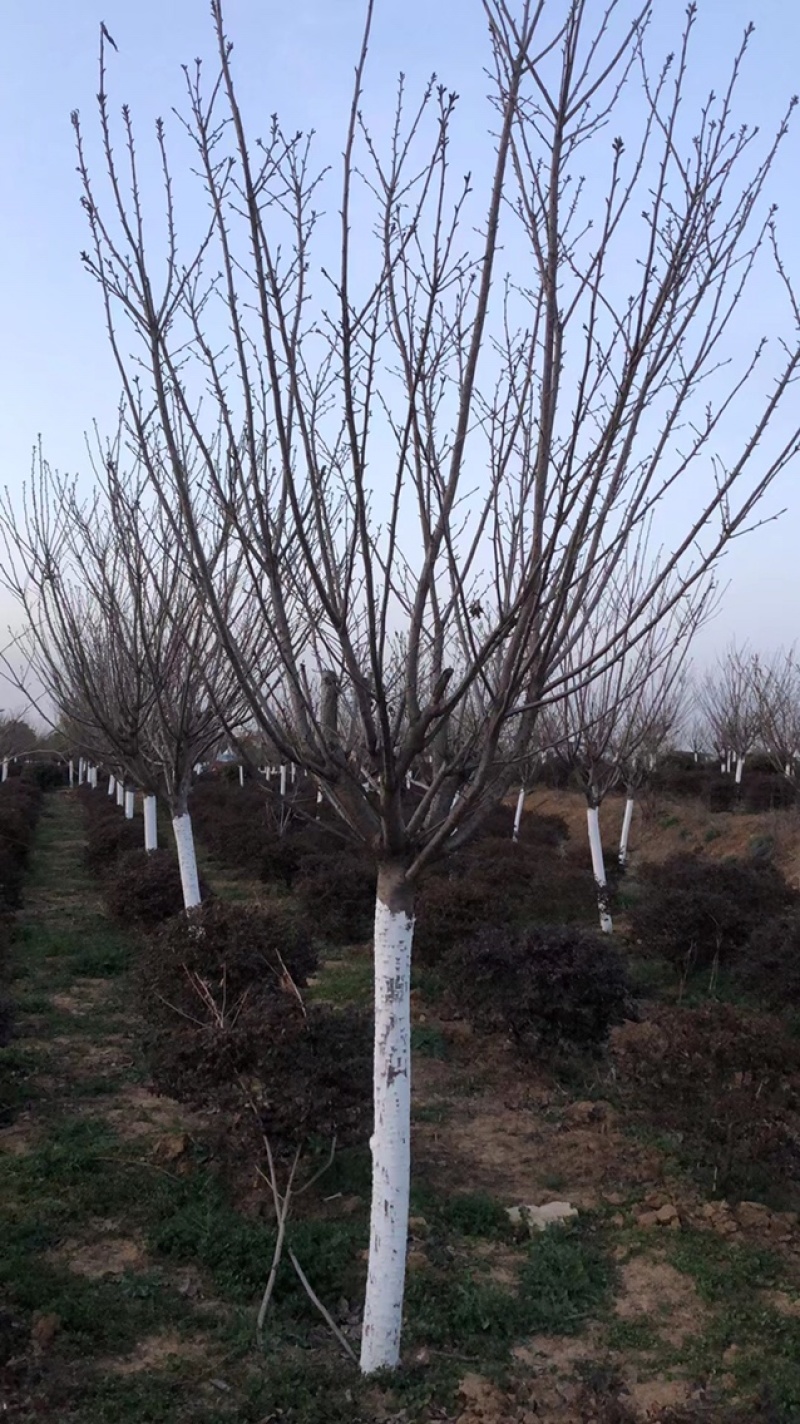 【樱花树】精品樱花树产地大量供应货源充足全国发货欢迎咨询