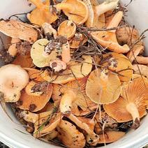 纯野生松树菌菇无公害食品口感鲜美，需要的