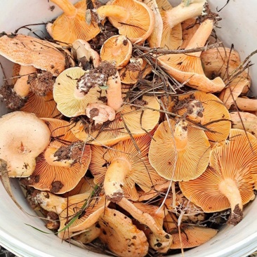 纯野生松树菌菇无公害食品口感鲜美，需要的联系