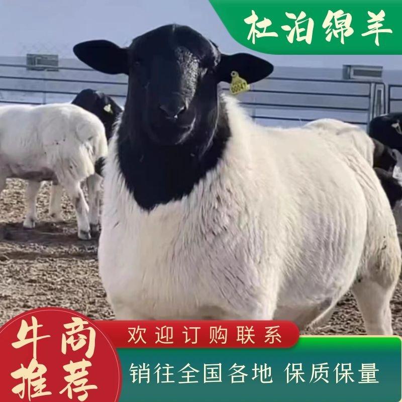 【推荐】纯种杜泊绵羊各种规格，一手货源，保质保量