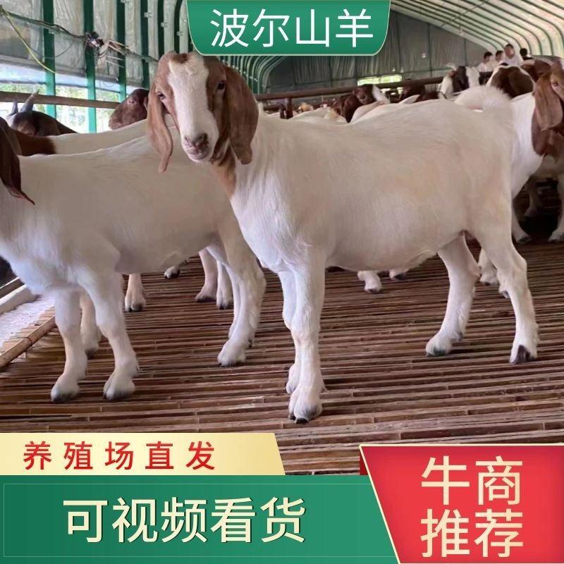 【推荐】纯种波尔山羊种羊羊羔怀孕母羊基地养殖视频选货