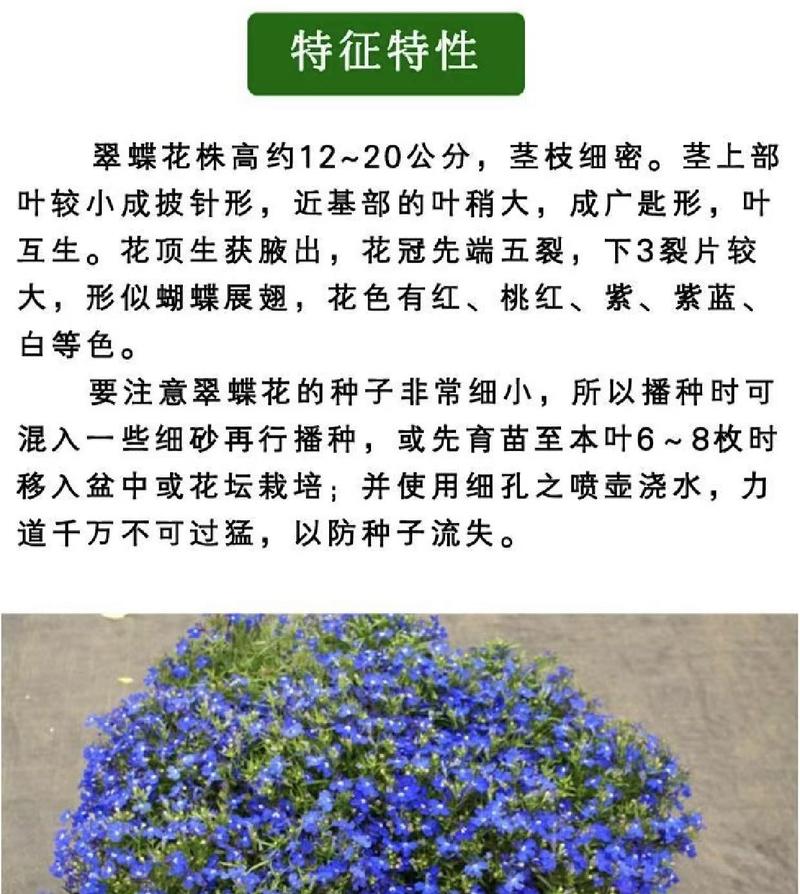 六倍利花种子盆栽垂吊半边莲翠蝶花种子蓝色阳台吊兰花籽