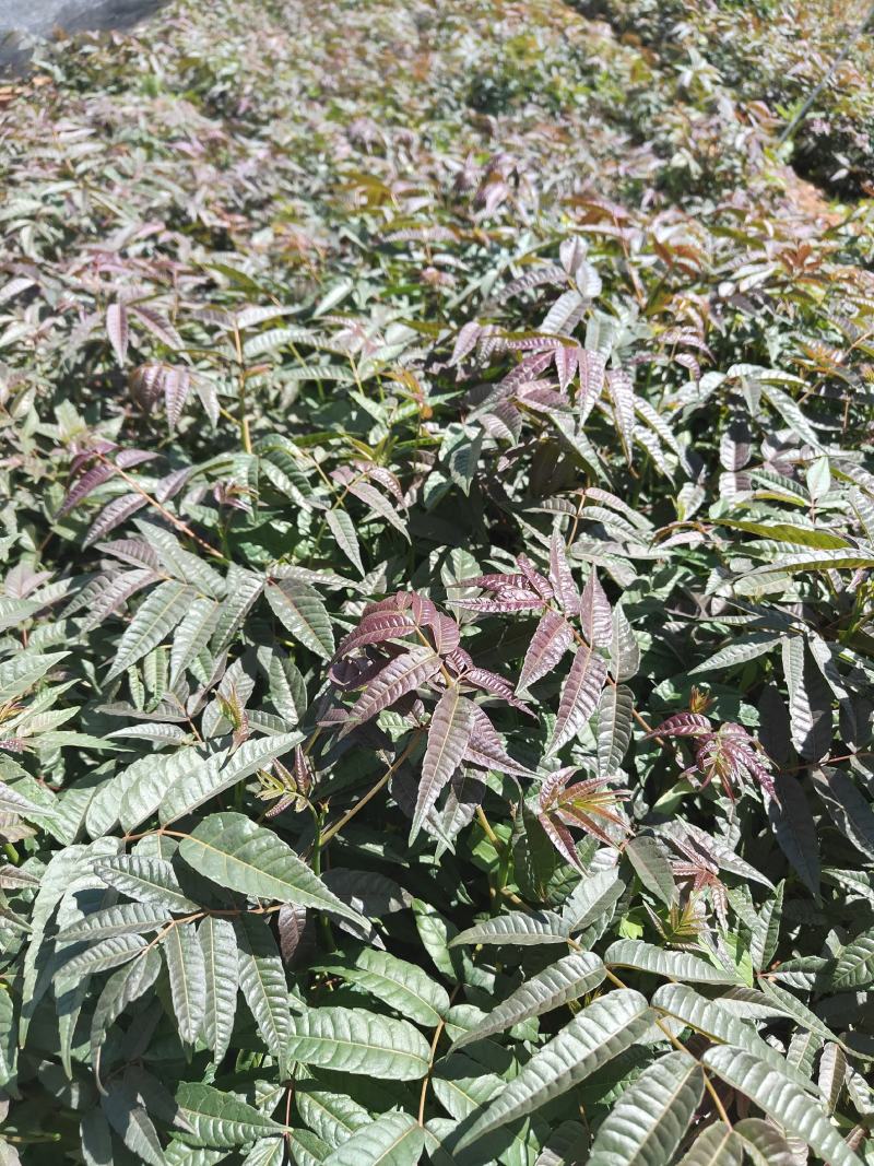 香椿