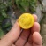 七彩小番茄。。。。。。。。。。。。。。。。