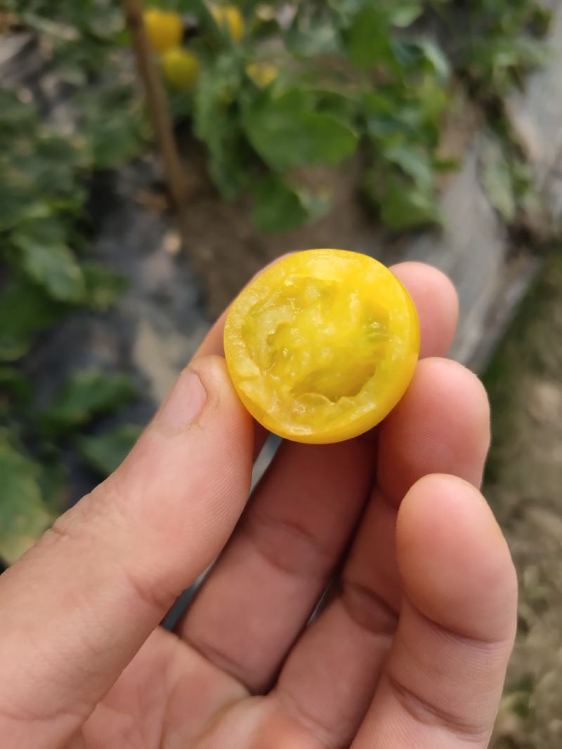 七彩小番茄。。。。。。。。。。。。。。。。