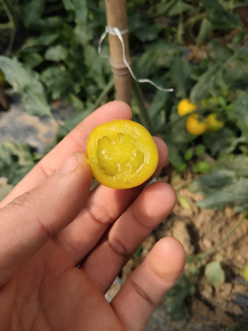 七彩小番茄。。。。。。。。。。。。。。。。
