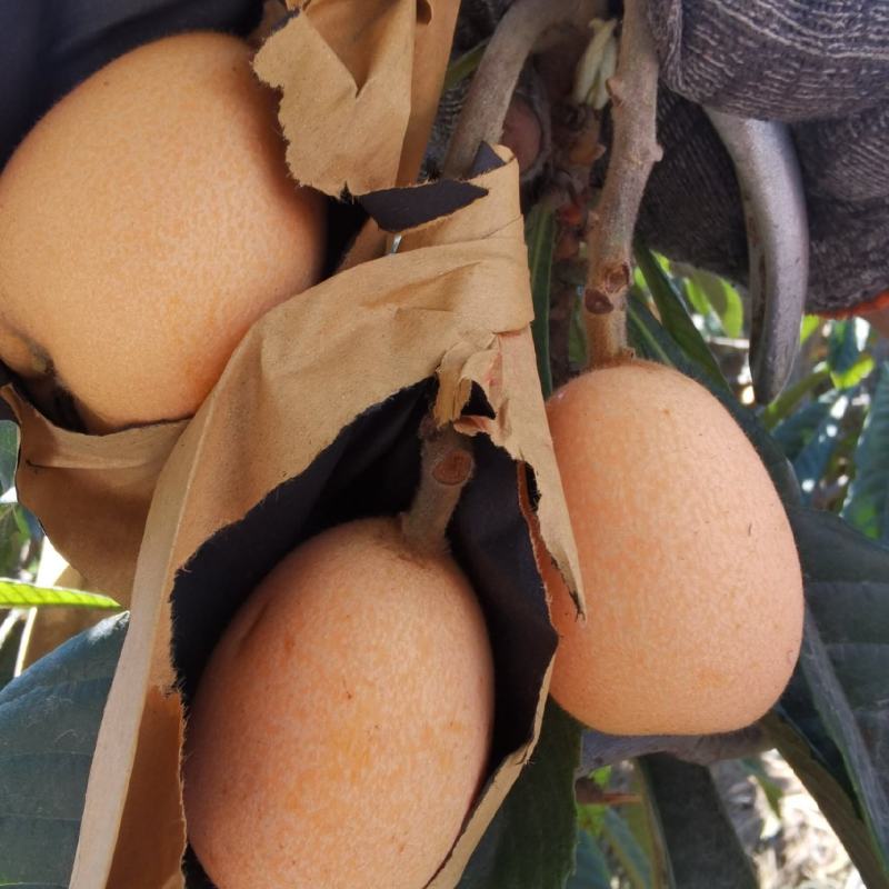 攀枝花米易枇杷