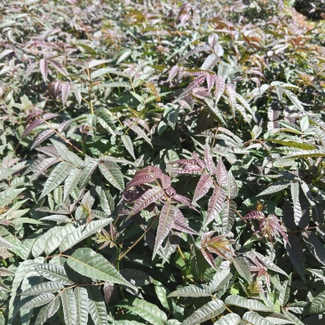 香椿