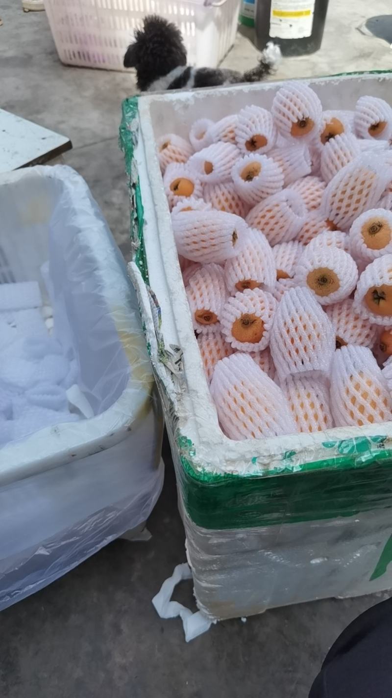 攀枝花米易枇杷