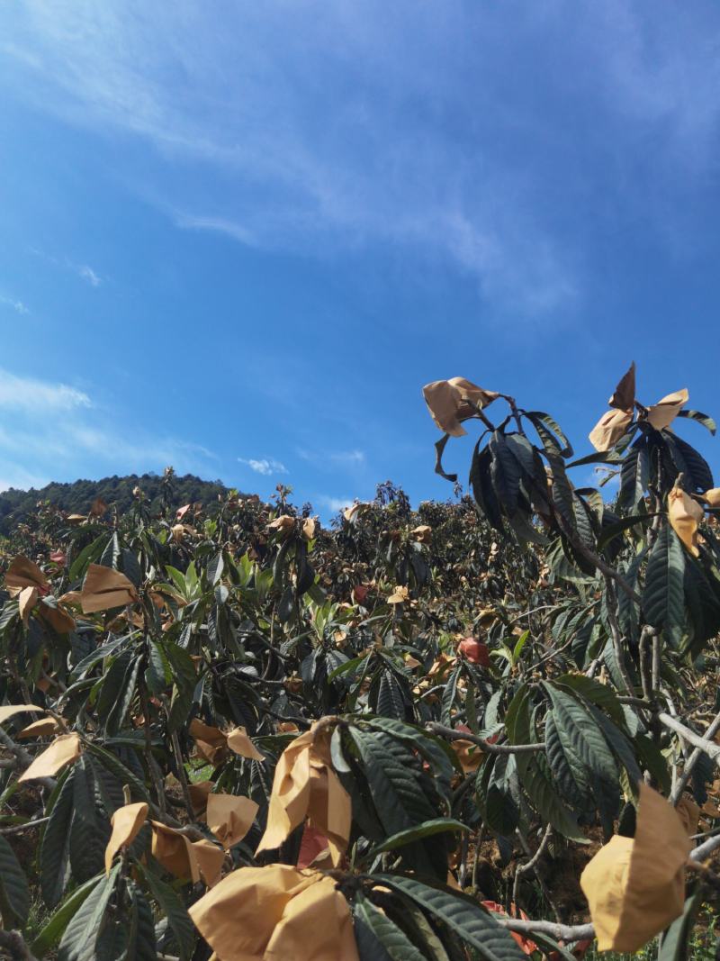 攀枝花米易枇杷