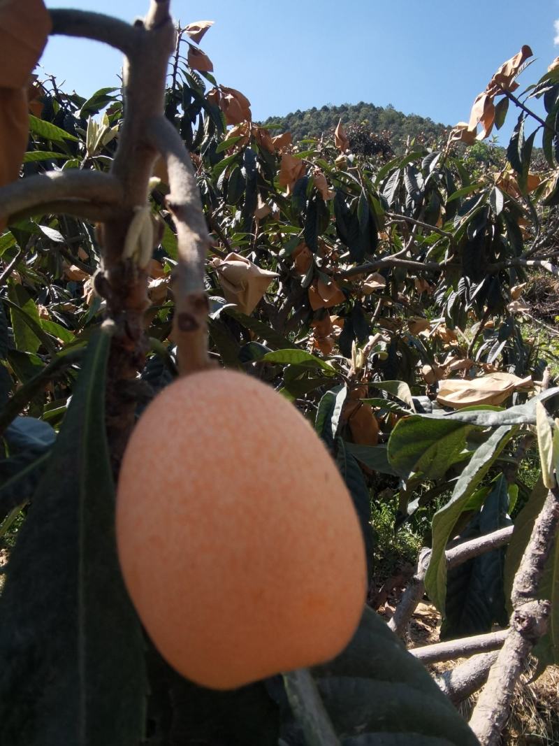 攀枝花米易枇杷