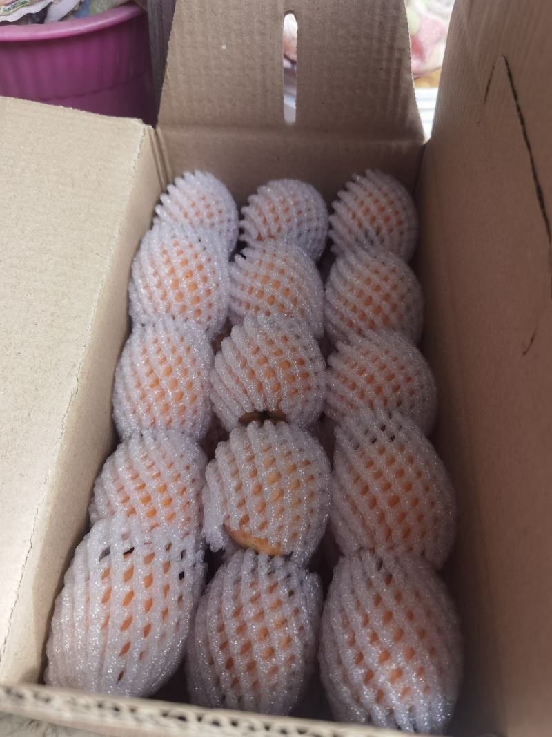 攀枝花米易枇杷