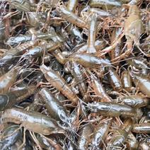 【龙虾苗】潜江龙虾健康优质易成活全国发货价格优惠提供养殖技术