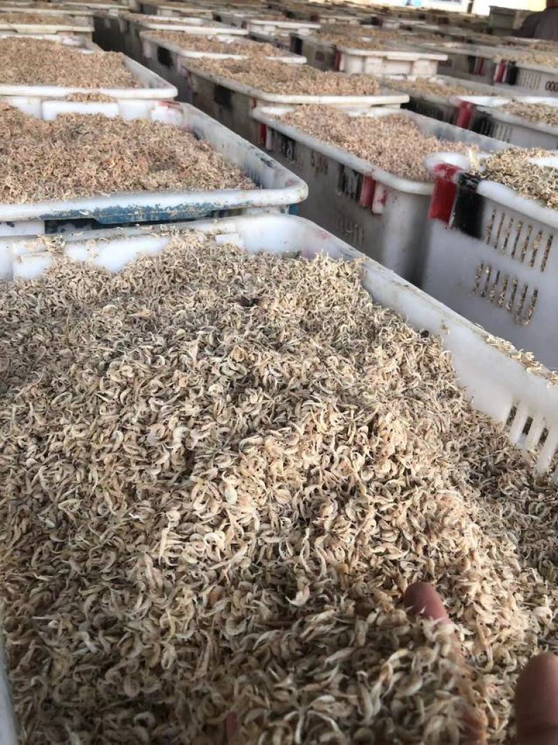 竹节虾，淡干虾皮量大从优欢迎全国老板前来考察洽谈