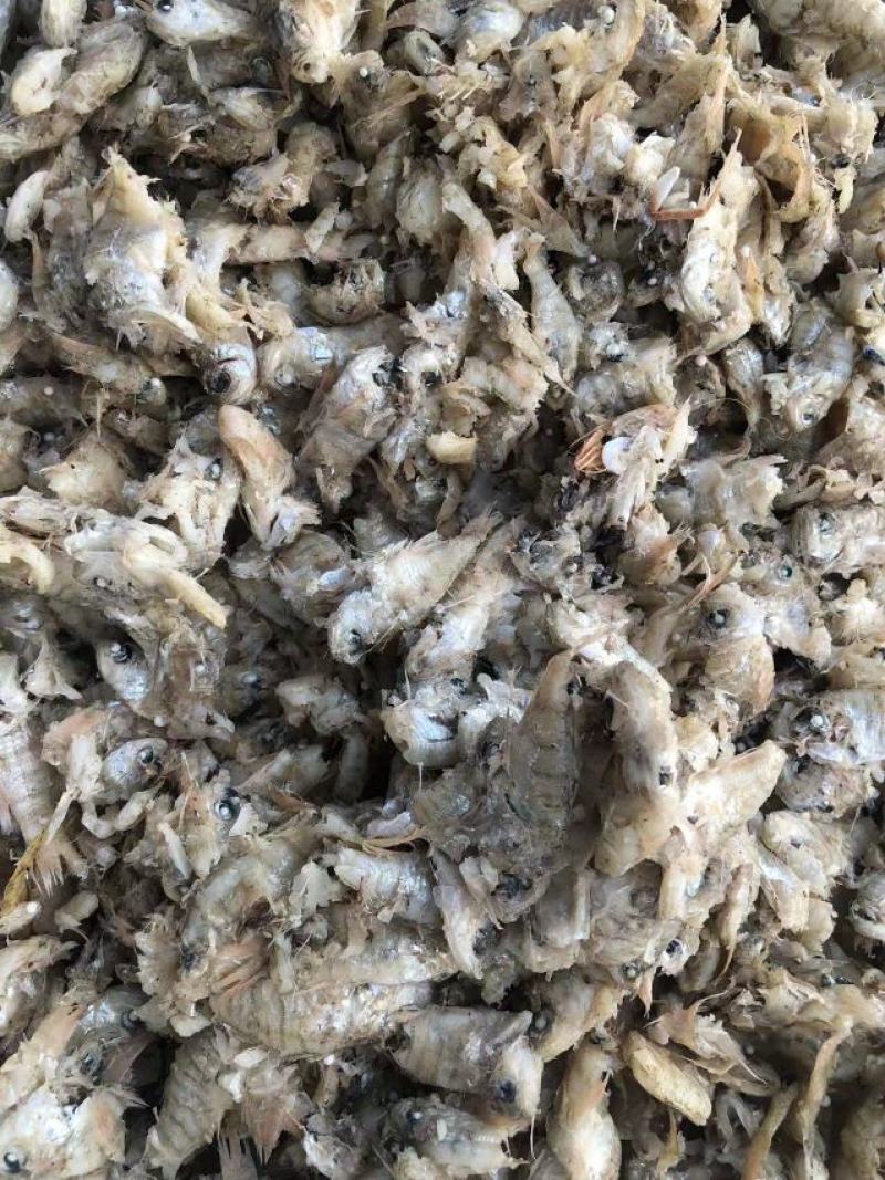 竹节虾，淡干虾皮量大从优欢迎全国老板前来考察洽谈