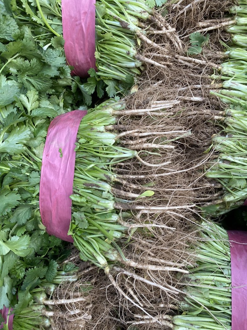 【优质大叶香菜】香菜产地直供质量保证诚信经营量大从优