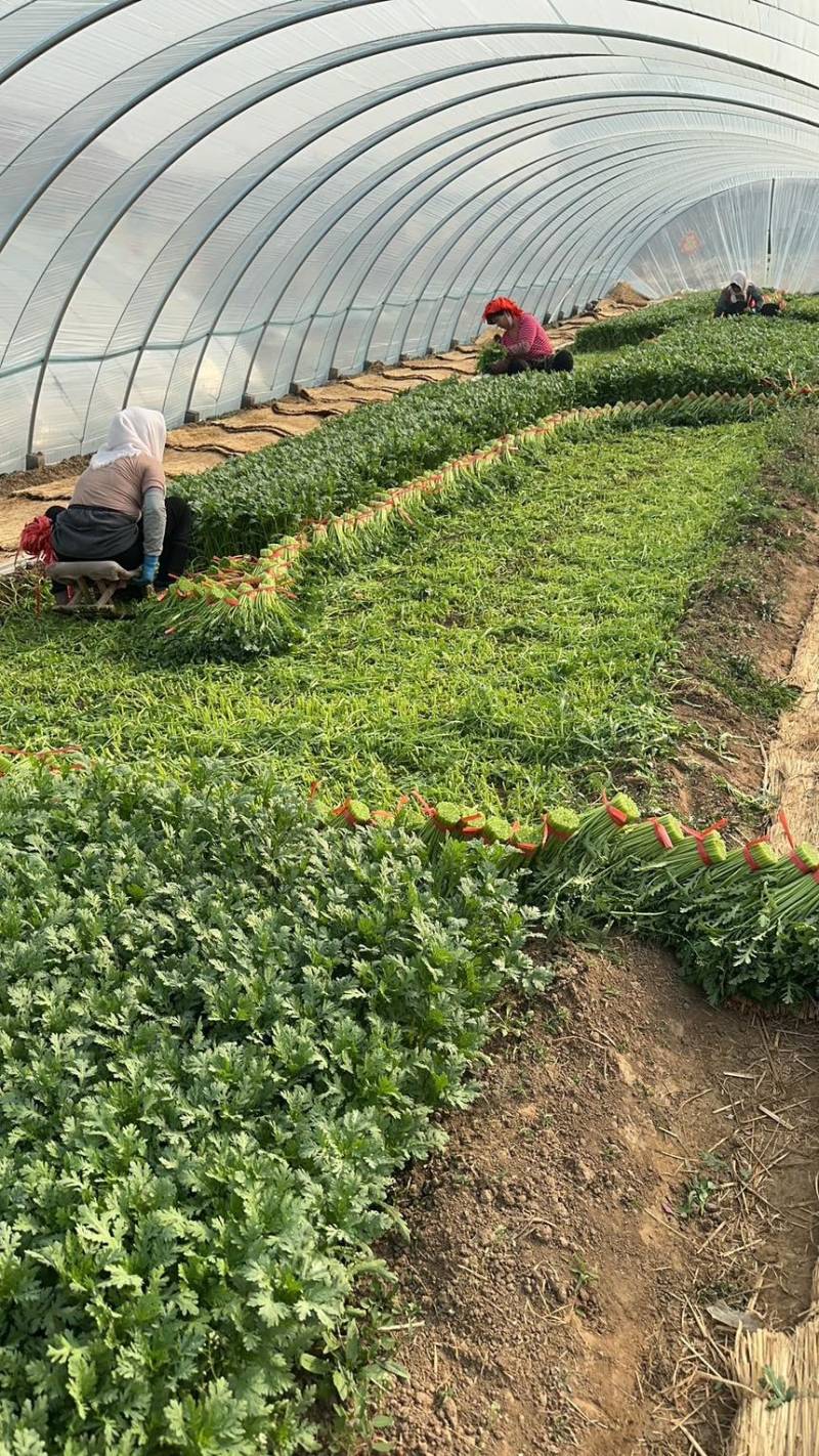 茼蒿菜产地直发一手货源价格美丽电联价更优欢迎咨询