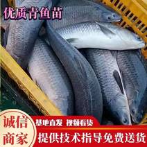 青鱼，提供养殖技术服务，量大可免费送货。