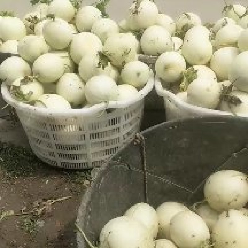玉菇甜瓜