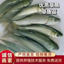 草鱼，各种规格草鱼，提供养殖技术服务，量大可以免费送货。
