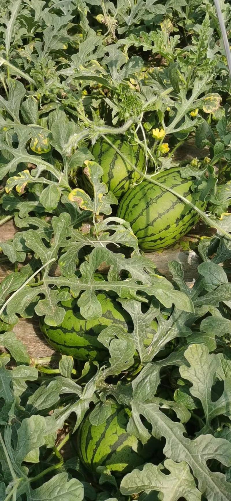 西瓜潍坊2k西瓜产地直销一手货源鲜货现发量大优惠