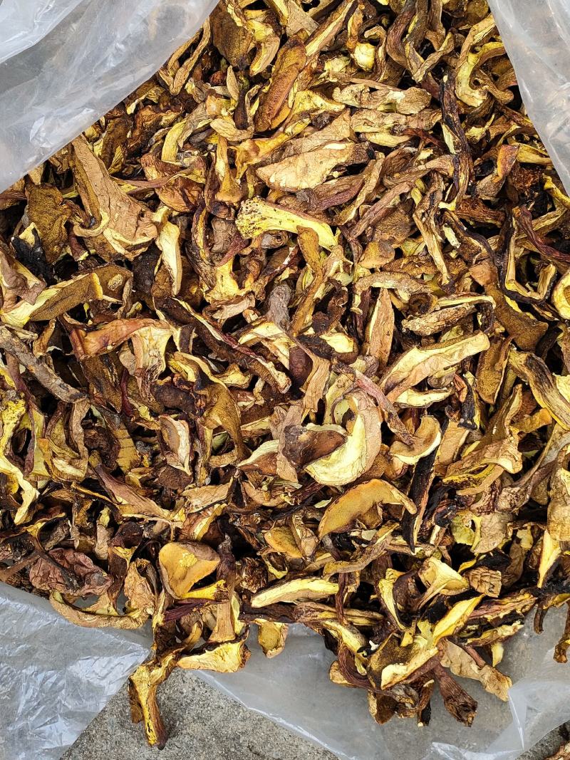 高山黄牛肝菌纯黄牛肝无杂菌手工挑选做菌汤锅主料