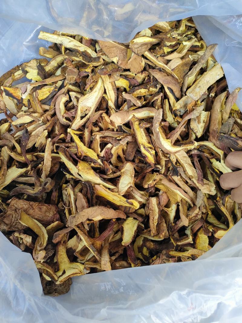 高山黄牛肝菌纯黄牛肝无杂菌手工挑选做菌汤锅主料