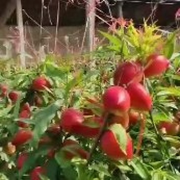 四号油桃大量供应