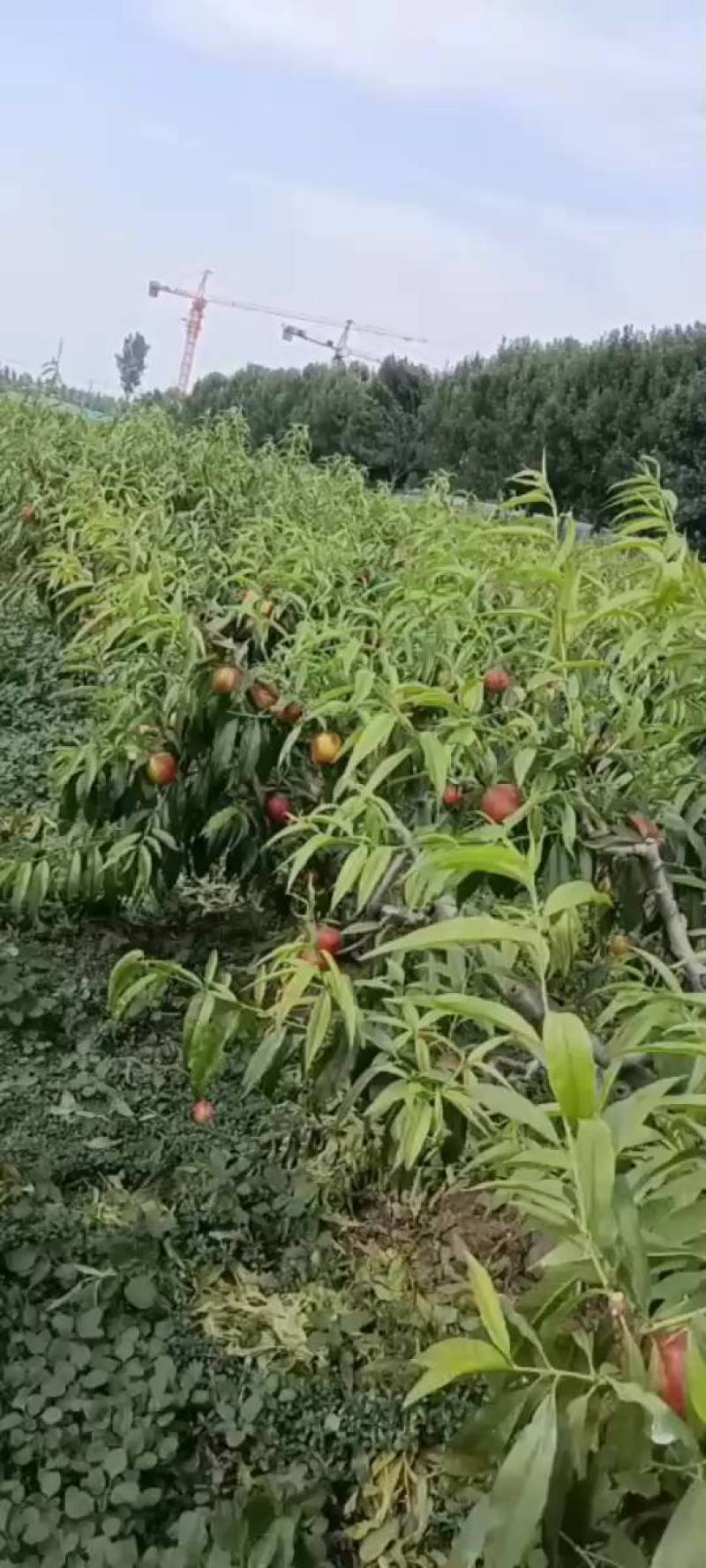 四号油桃大量供应