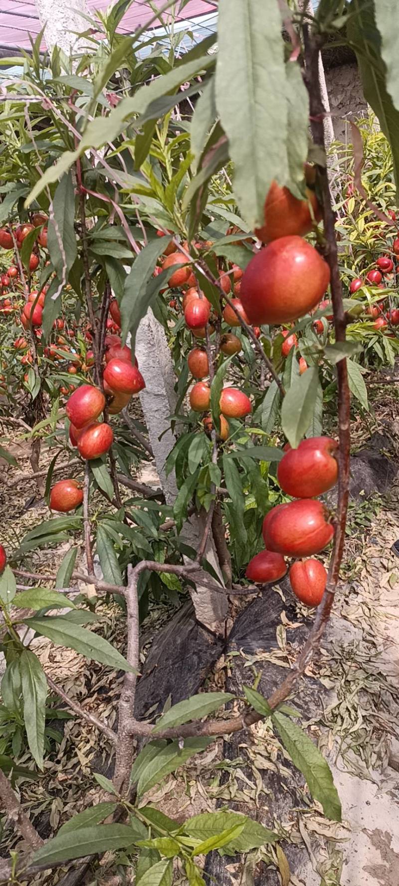 四号油桃大量供应