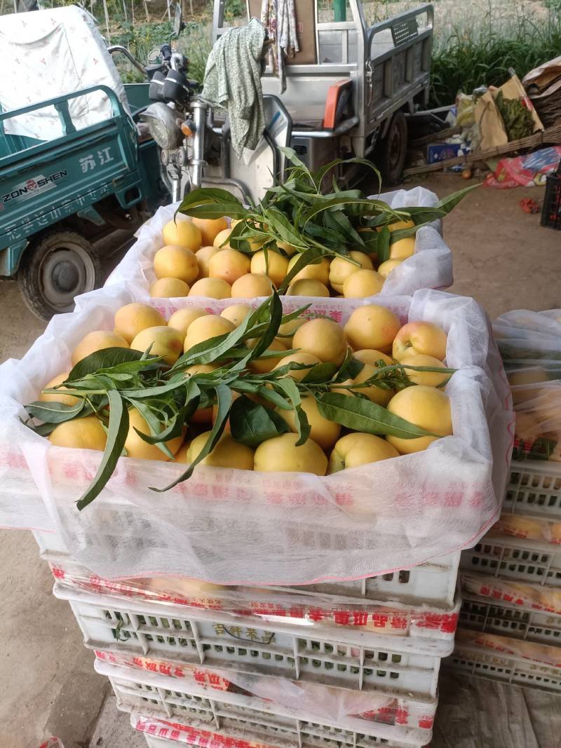 四号油桃大量供应