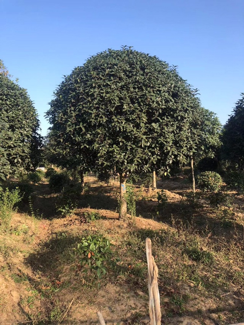 桂花树规格齐全产地直发全国发货欢迎老板前来咨询