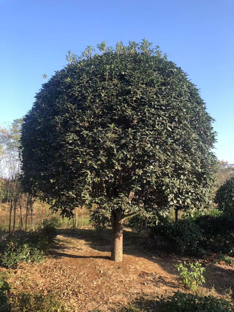 桂花树规格齐全产地直发全国发货欢迎老板前来咨询