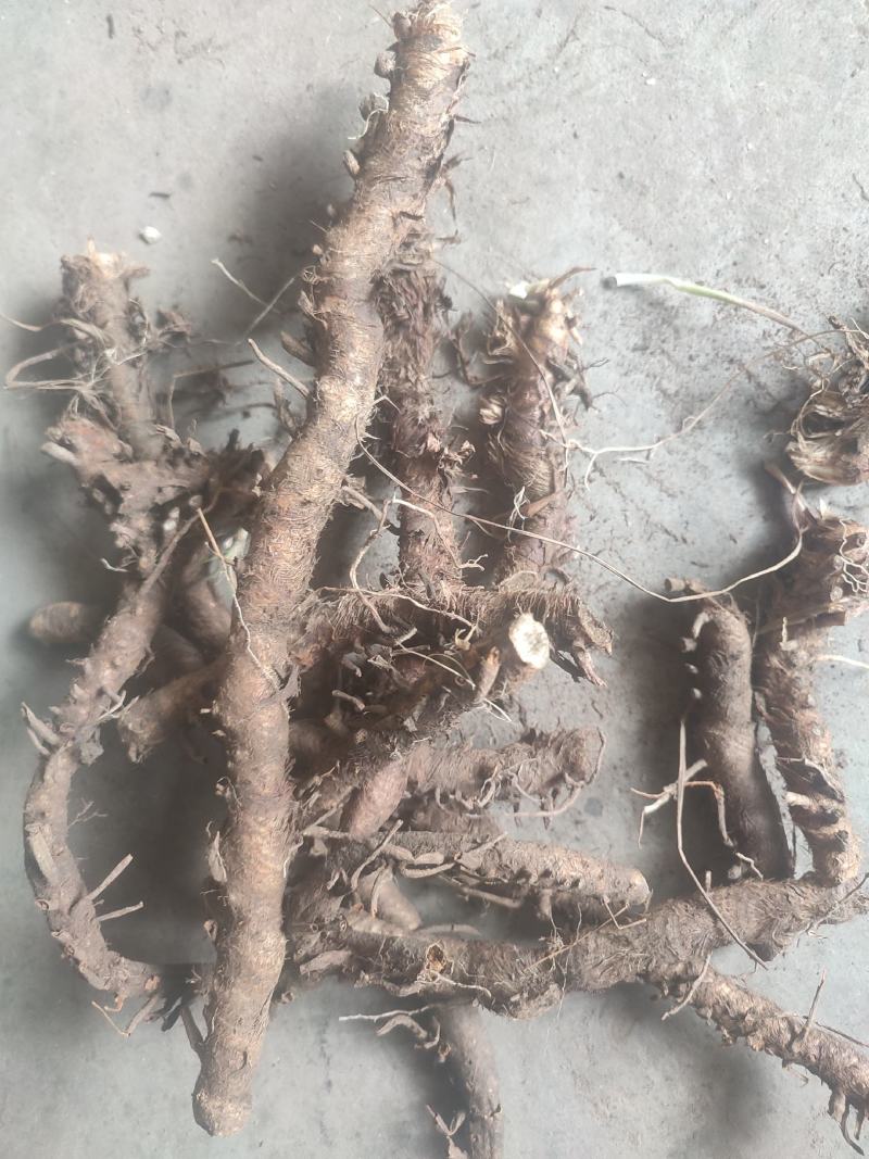 山西产野生知母鲜货去腿光货产地直发一手货源