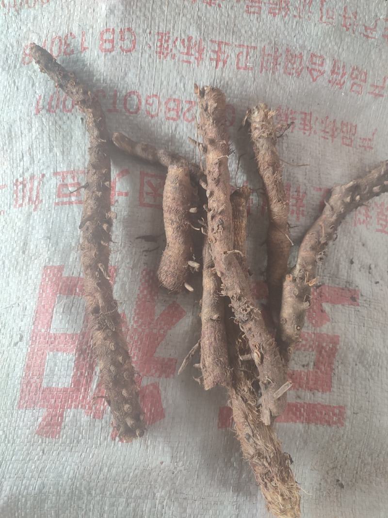 山西产野生知母鲜货去腿光货产地直发一手货源
