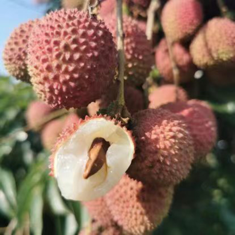 【实力代发】精品妃子笑荔枝，广东茂名妃子笑荔枝可实地考察