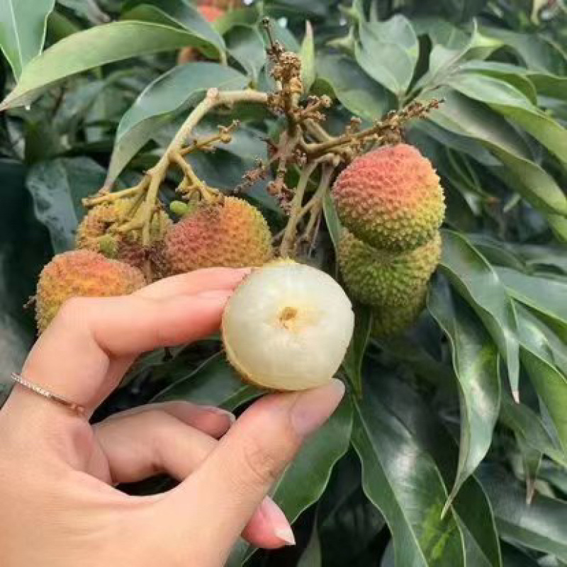 【实力代发】精品妃子笑荔枝，广东茂名妃子笑荔枝可实地考察