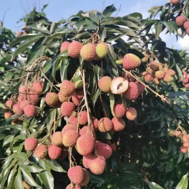 【实力代发】精品妃子笑荔枝，广东茂名妃子笑荔枝可实地考察