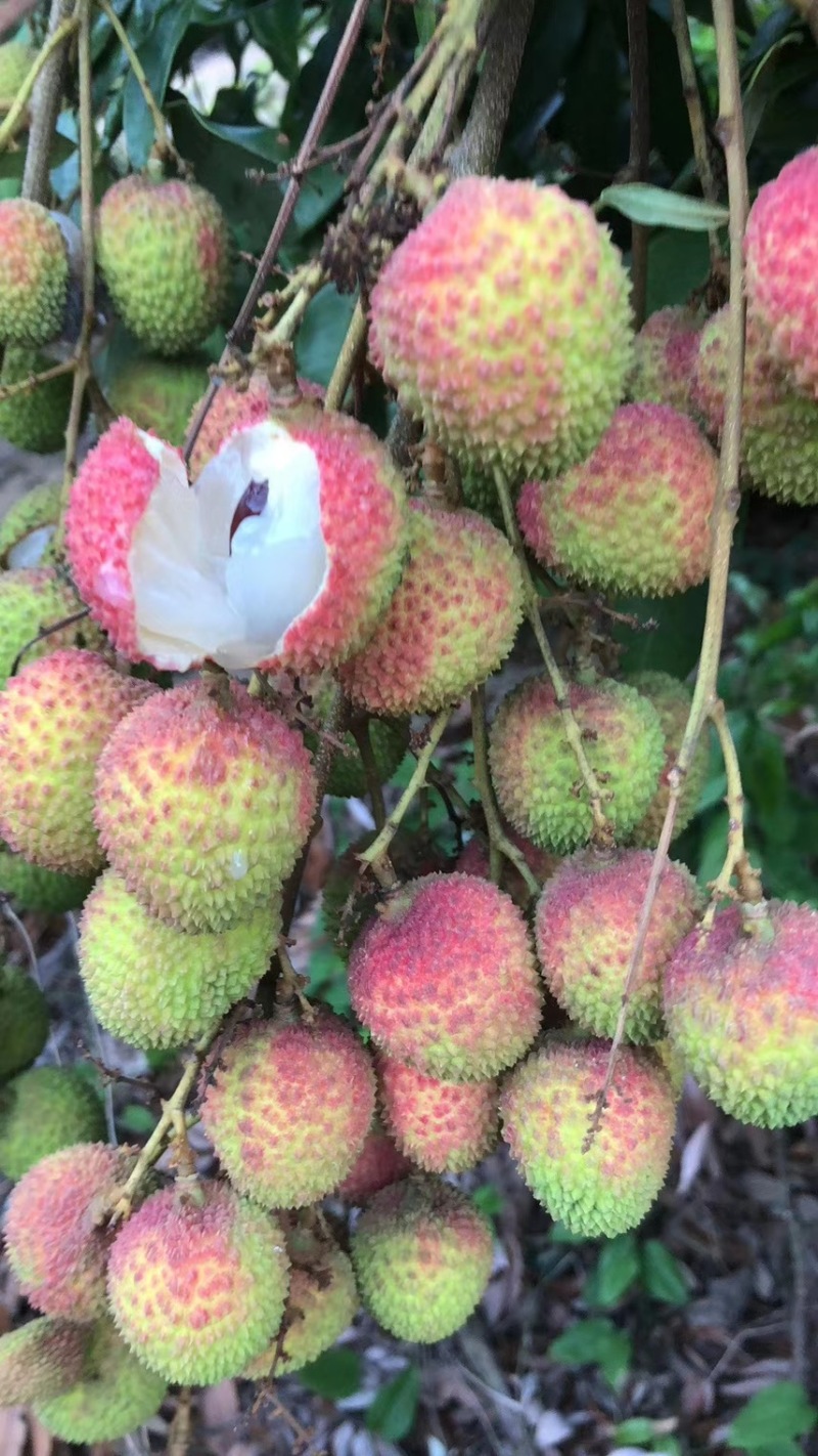 【实力代发】精品妃子笑荔枝，广东茂名妃子笑荔枝可实地考察