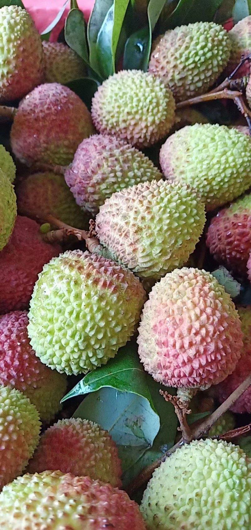 【实力代发】精品妃子笑荔枝，广东茂名妃子笑荔枝可实地考察